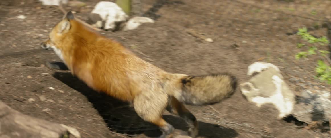 A fox scurries across the ground
