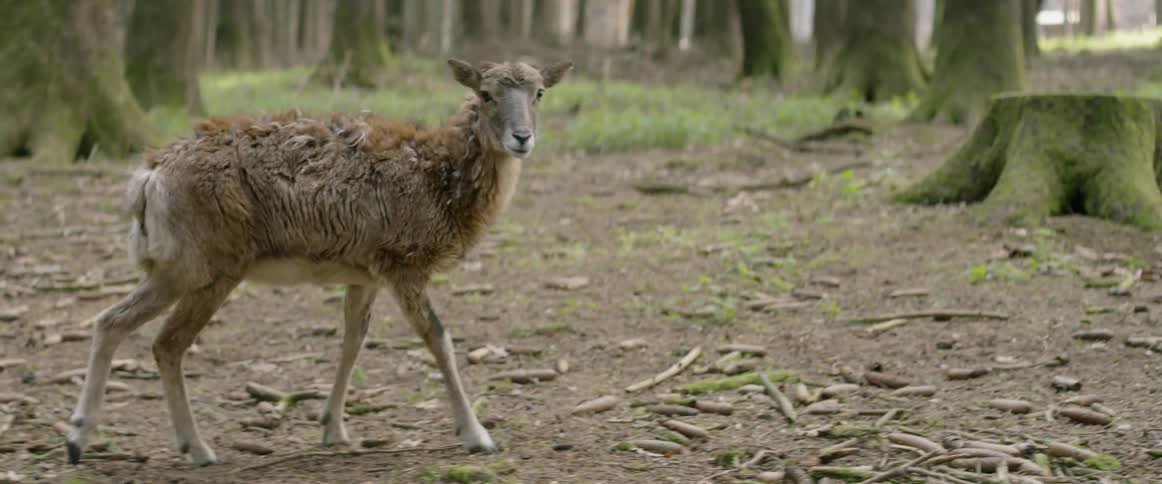 A sheep walks around in the forest