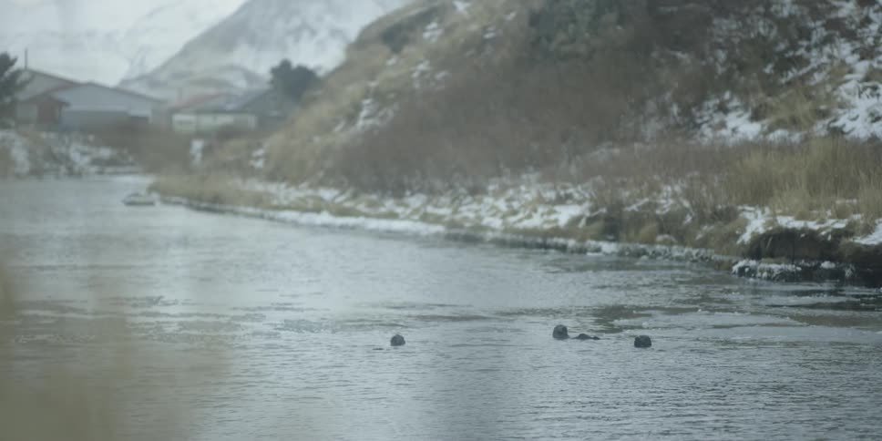 Otters in a winter river