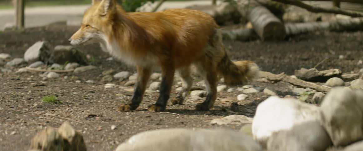 A fox acts skittish outdoors