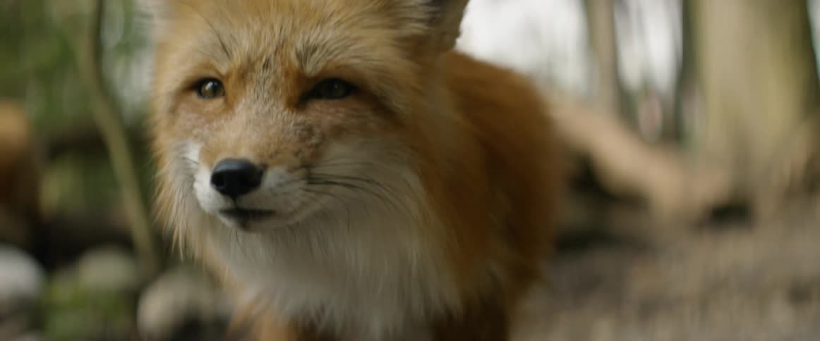 A fox eats off of the ground