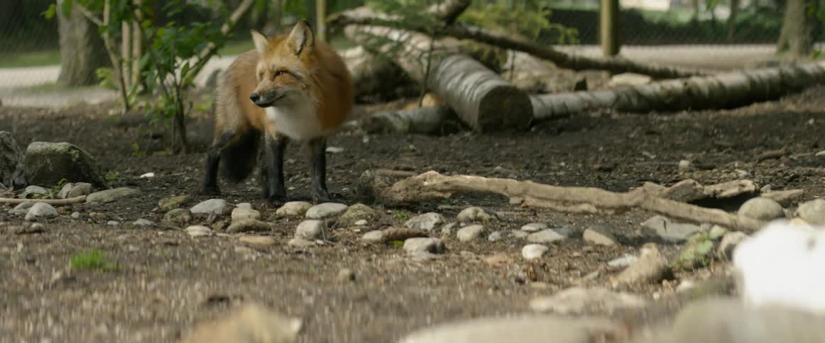 A fox chews on food