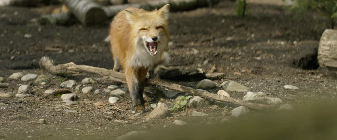 A fox grabs a piece of food from the ground