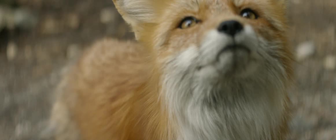 A fox acts skittish in the forest
