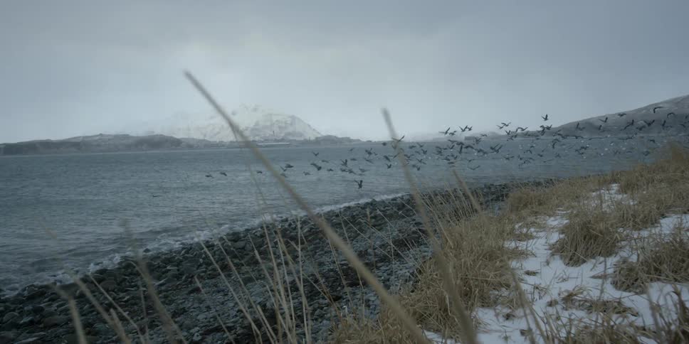 Birds fly over the wintry beach
