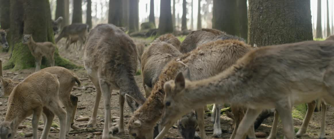 Deer graze in a forest