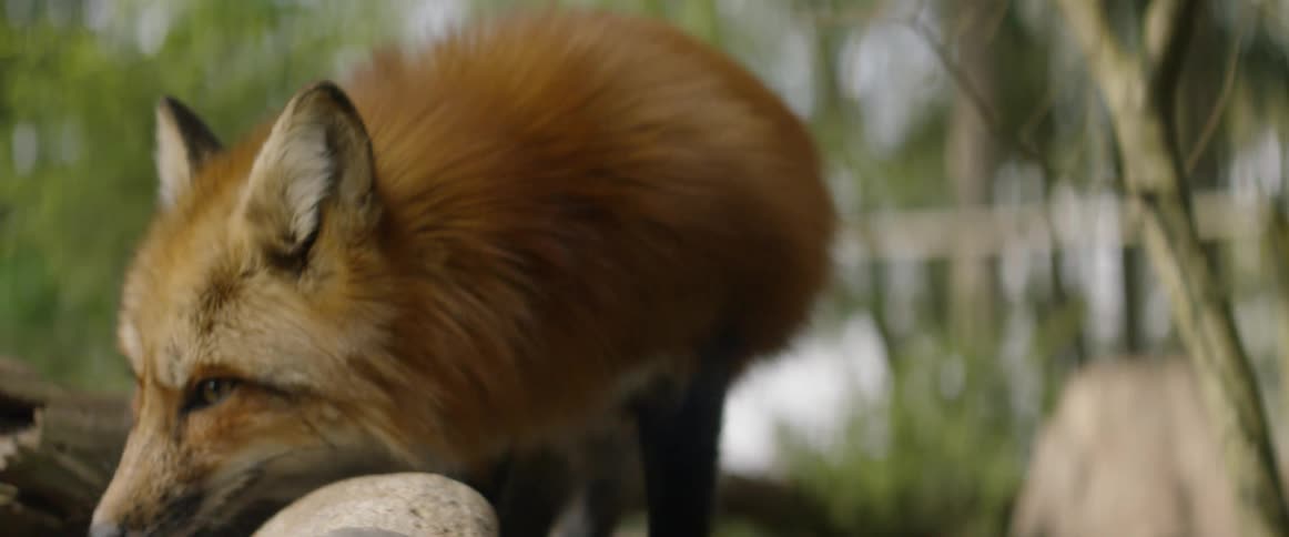 A fox sniffs and climbs over rocks