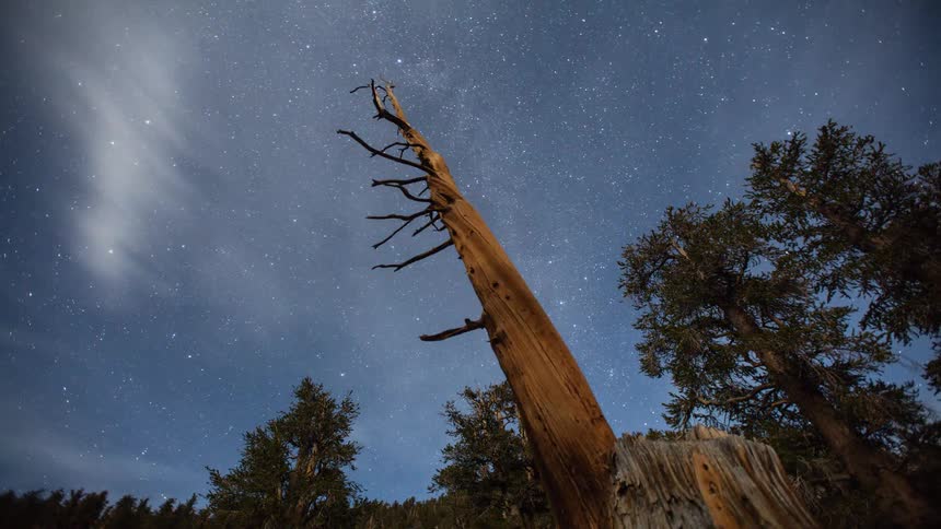 Clouds float over a dead tree in a forest