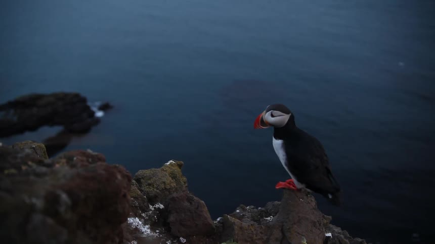 A puff jumps off from its perch