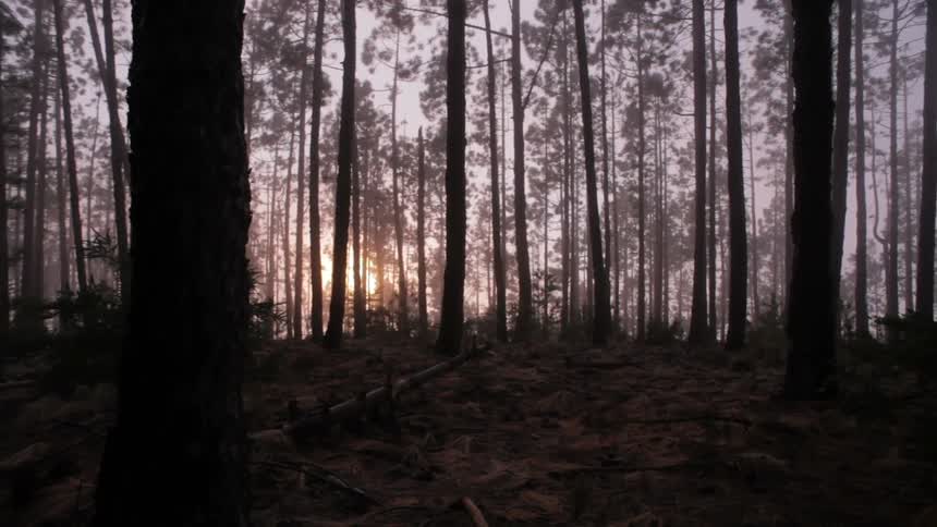 The sun sets in a forest