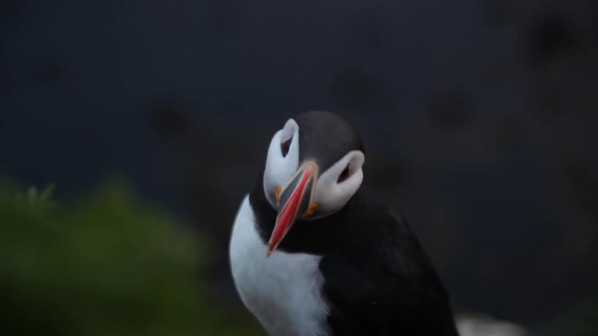 A puffin sits perched and looks around