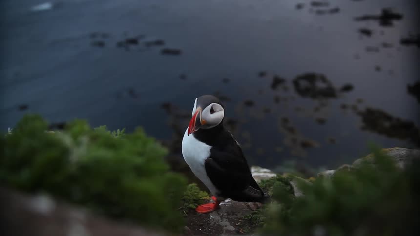 A puffin grooms itself while perched near the water