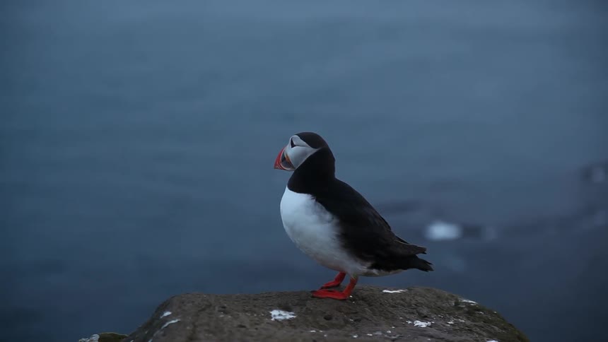 Puffin sits on a rock looking at the ocean