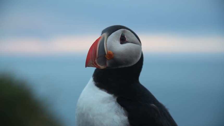 A puffin sits perched and looks around