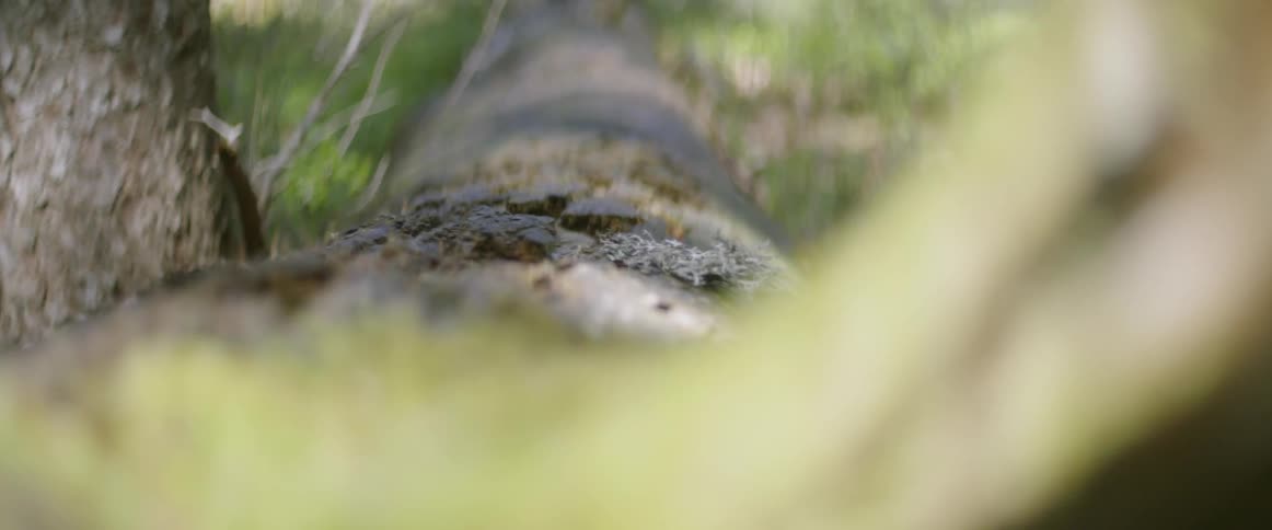 Bark covers a tree trunk
