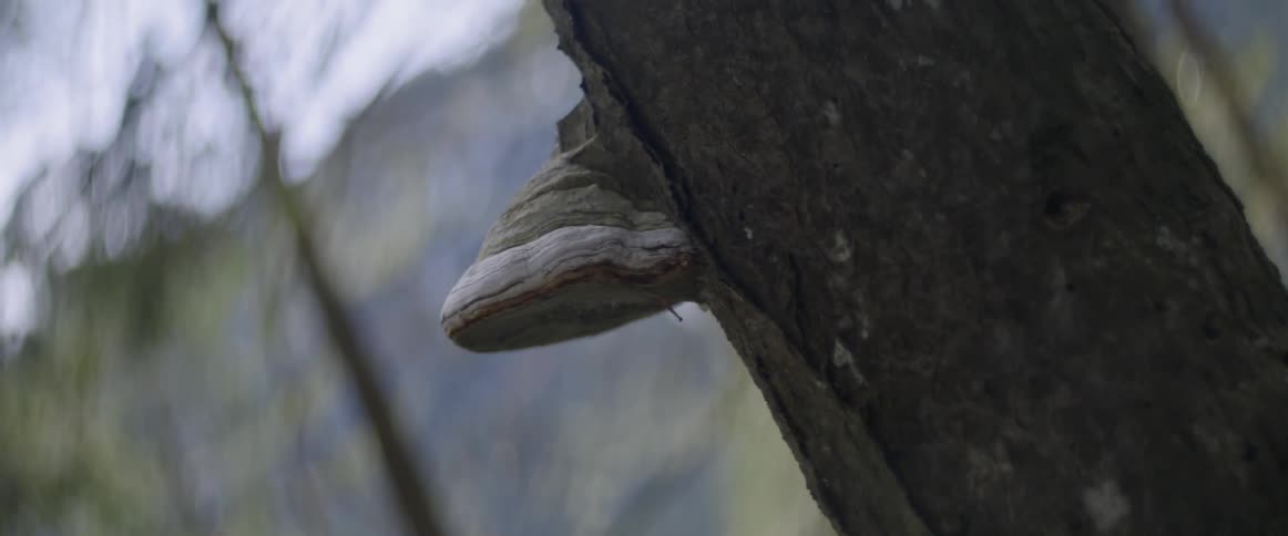 A mushroom grows on a tree trunk