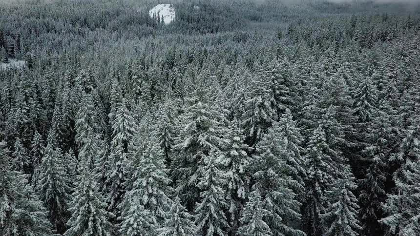 Snow covers trees in a forest