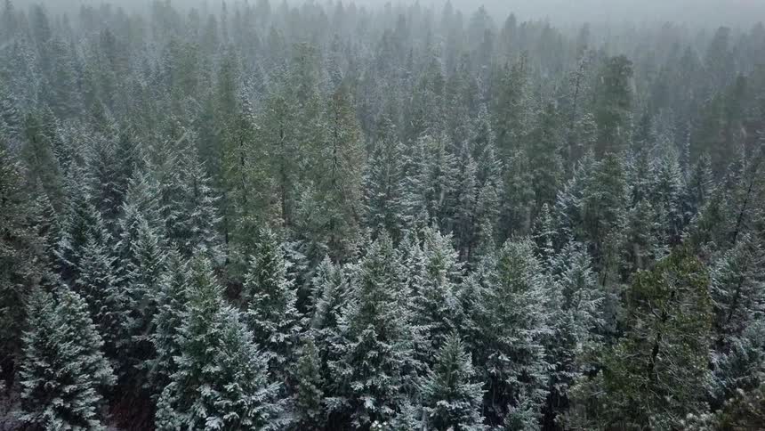 Snow falls in a forest