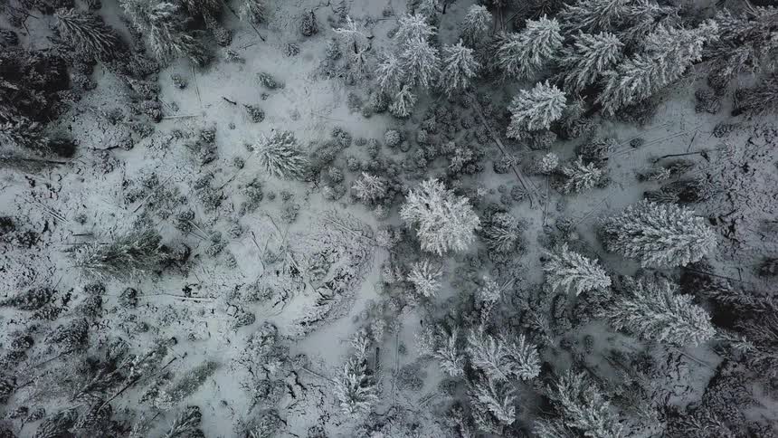 Snow is covering the trees and ground of a forest during the day