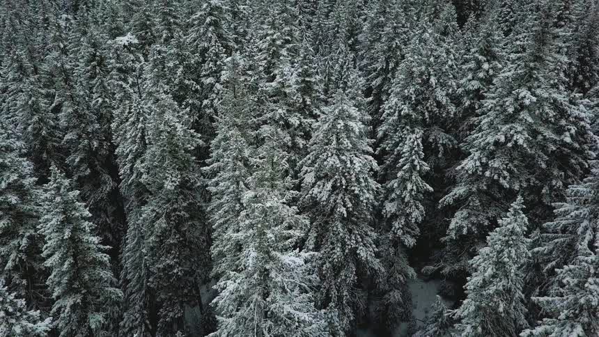 Snow is clinging to the branches of pine trees in a forest