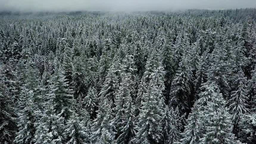 Snow is clinging to the branches of pine trees in a forest