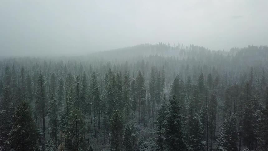 Snow falling over a forest area