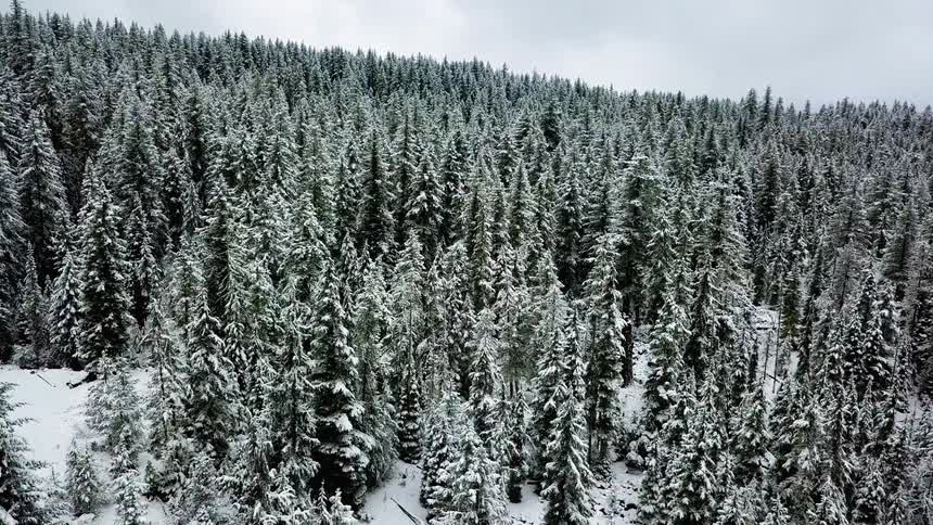 Tall pine trees are covered in snow