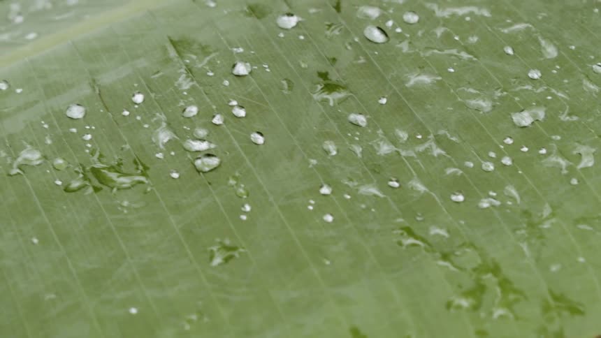 Water droplets on a leaf