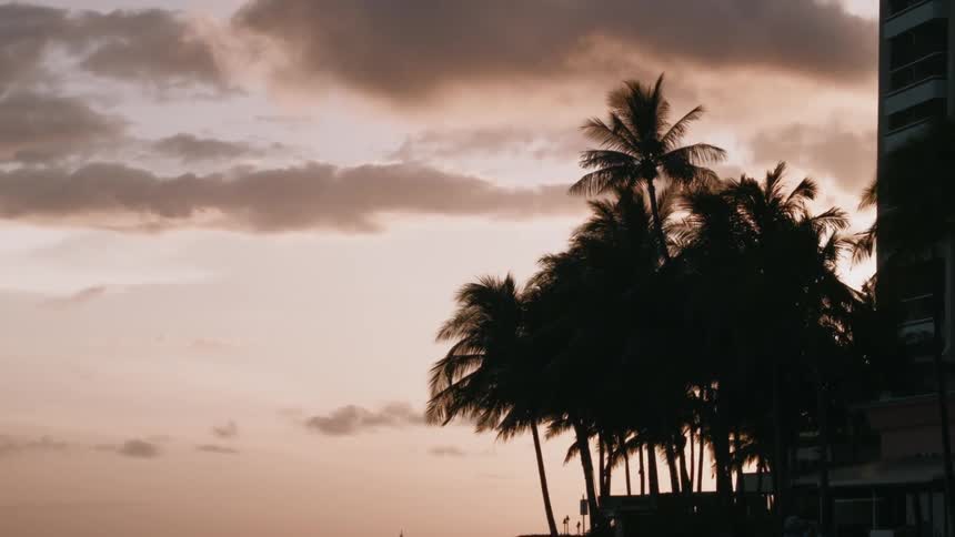 Wind blows through palm trees at sunset