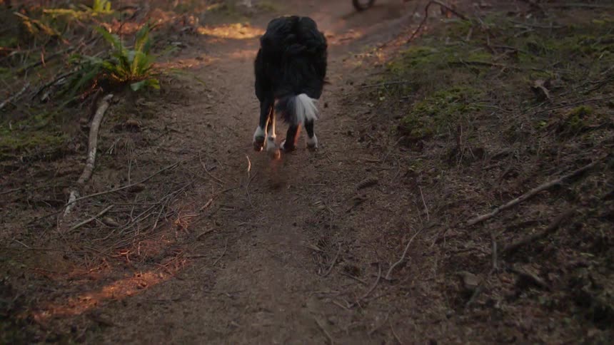 A dog runs behind a bicyclist in a forest