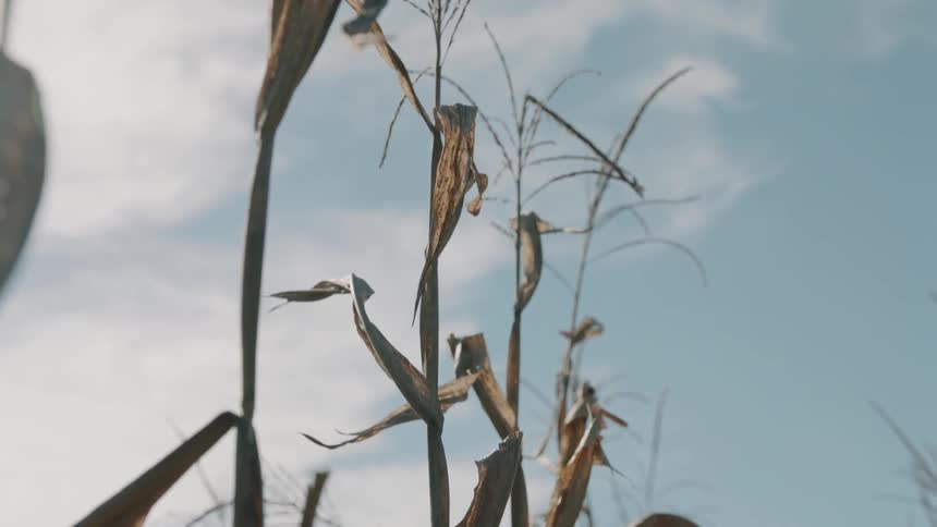 Dried up corn stalks are gently blowing in a breeze