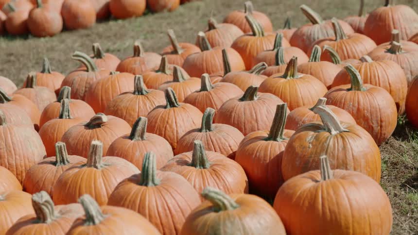 Pumpkins lined up in rows outside on a sunny day