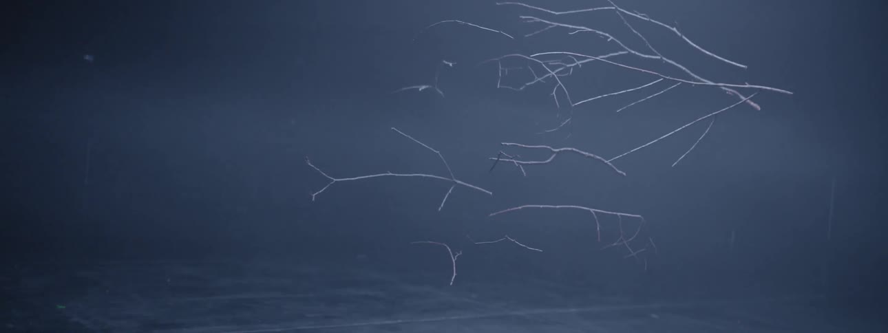 Branches are suspended in the dark