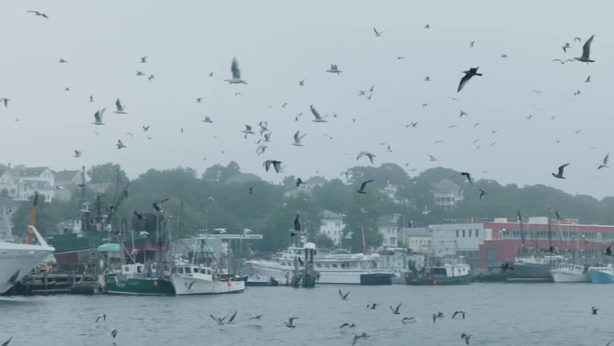 A flock of seagulls flies near ships in a port on a cloudy day