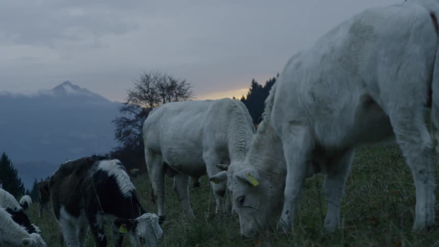 The cows stand together grazing on the hill