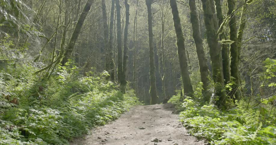A forest path