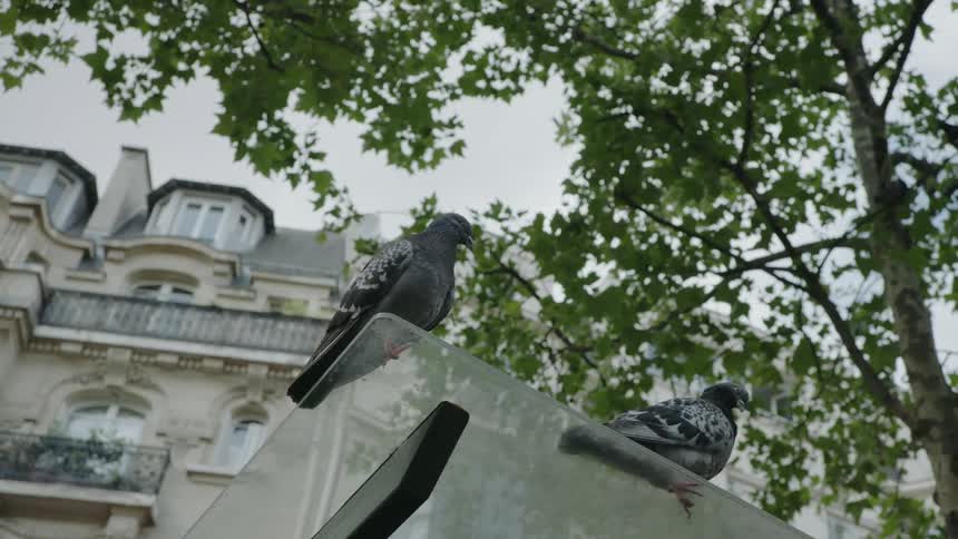 Pigeons are sitting on a glass awning