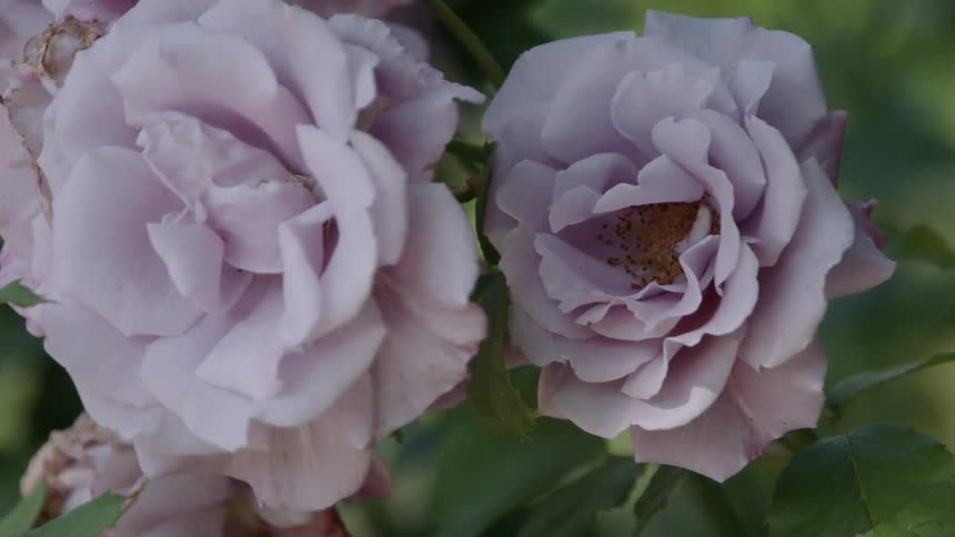Purple roses grow in a garden