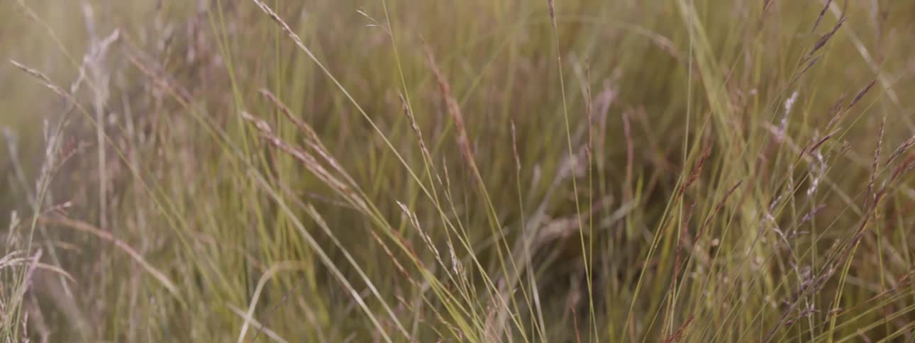 Grass grows in a field