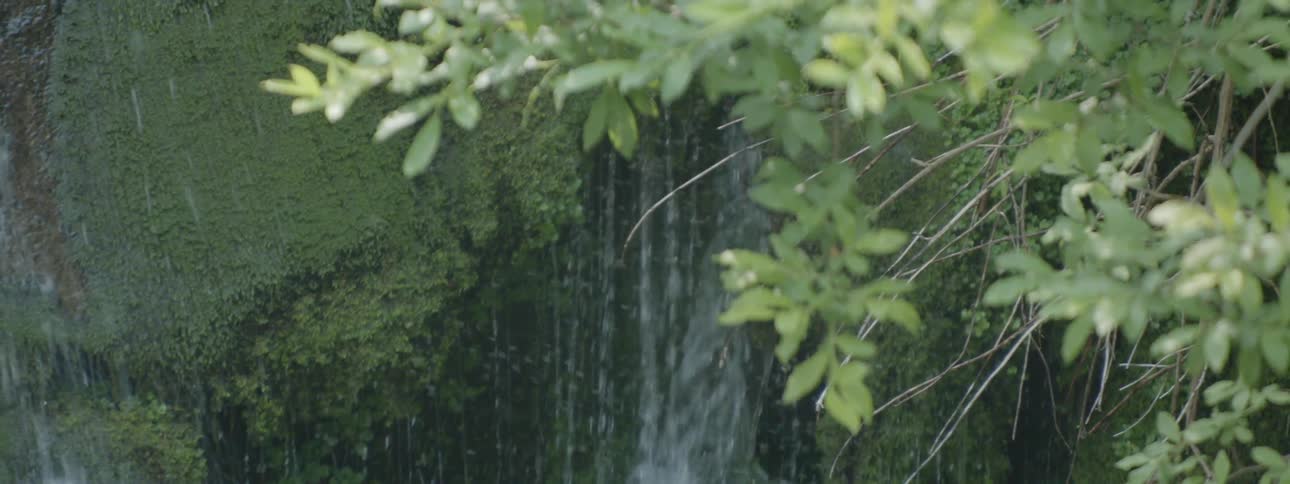 Rain water falls in the forest