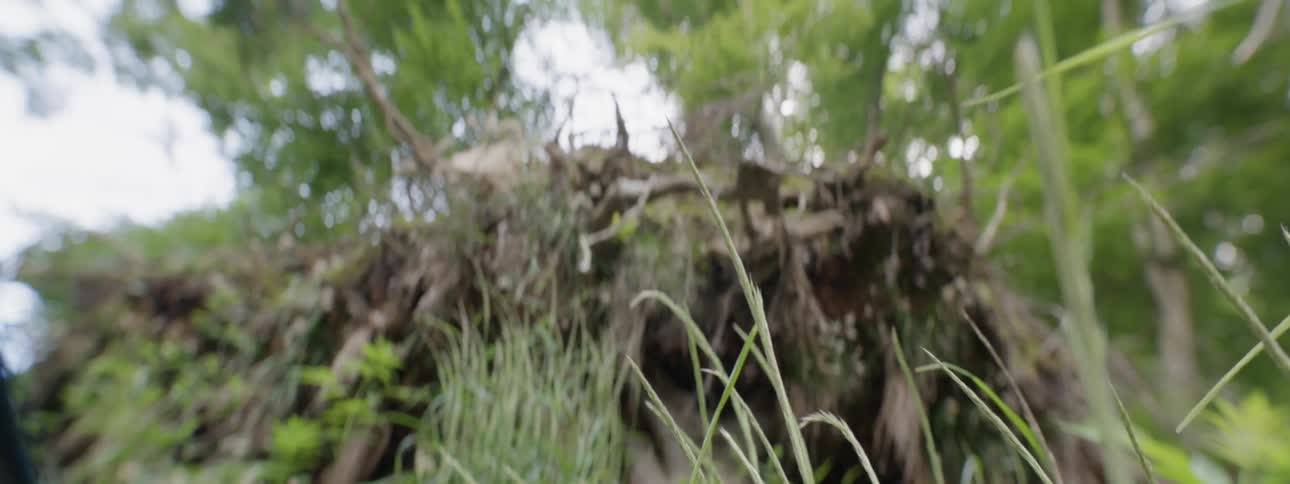 The tall grass leads to a hill with logs