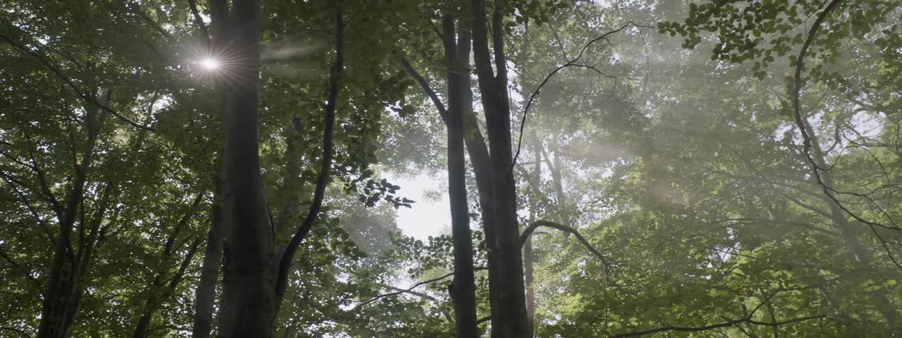 Sun shining through some trees in a forest