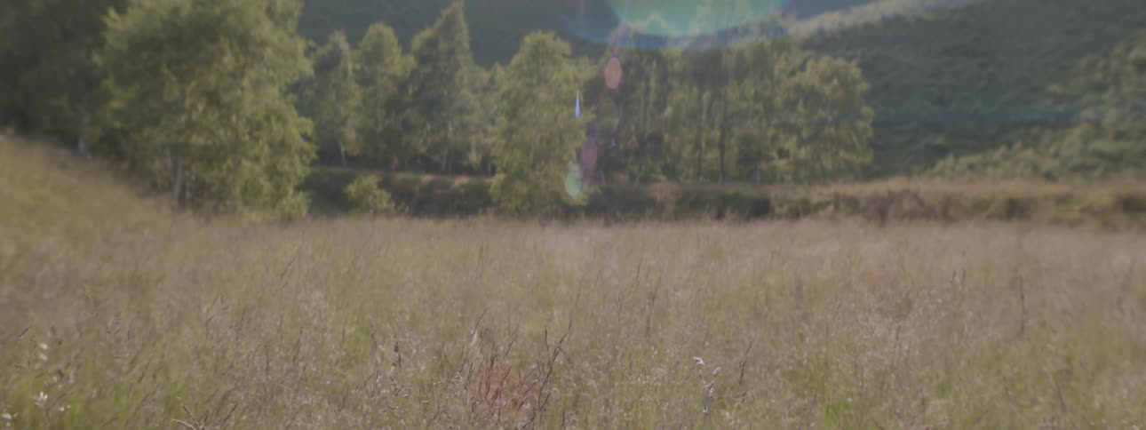 Wind blows the tall grass in a field on a sunny day