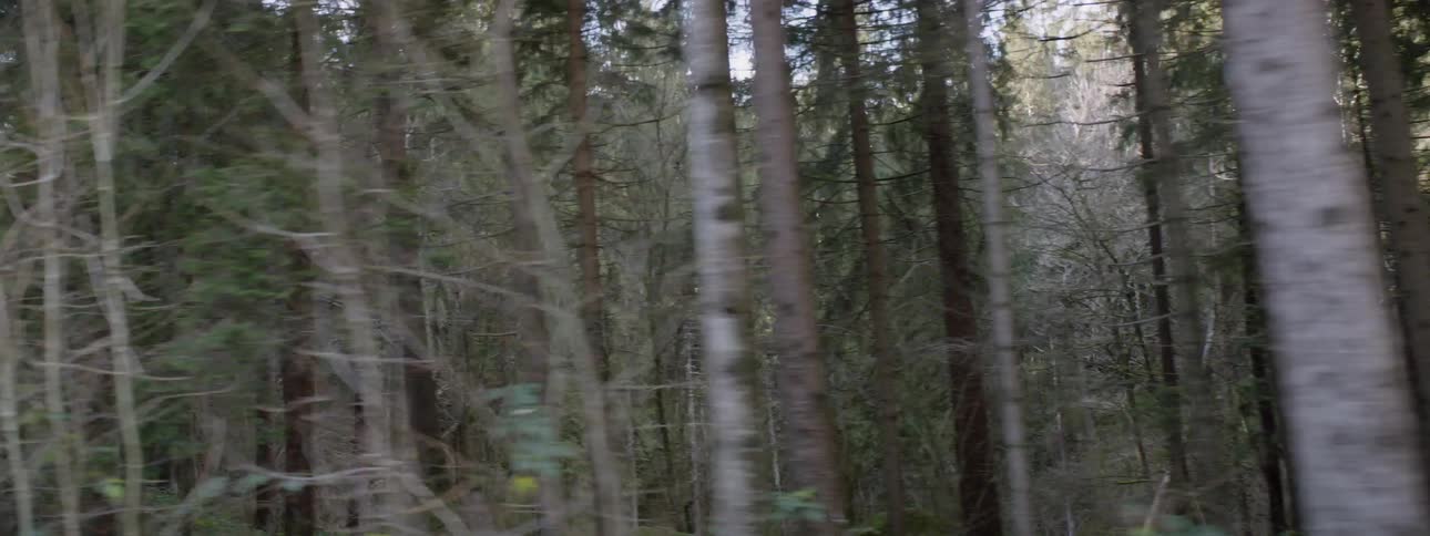 A car drives through a forest