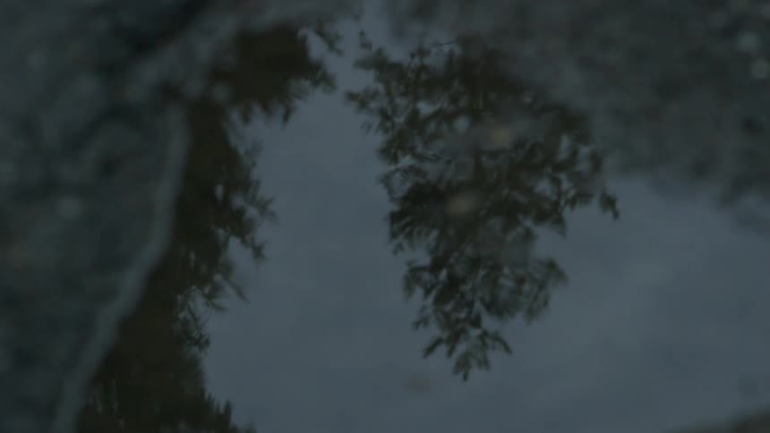 A puddle reflects a tree