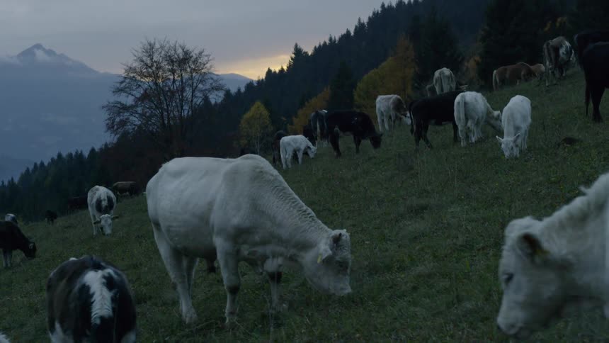 Cows graze on a grassy mountainside at sunset