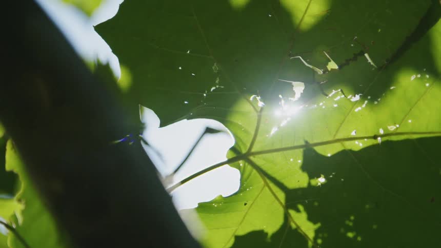 Sun shining through many leaves