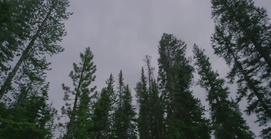Trees in a forest