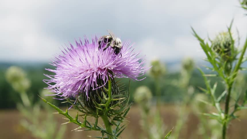 Bee digs in a purple flower