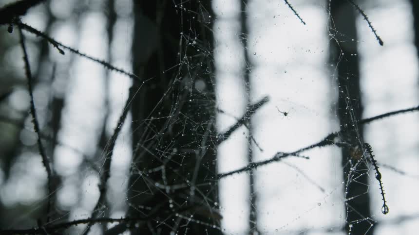 Wind blows through a spider web in a tree